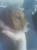  - Nos petites beagles sont confirmé depuis le 28 juin 09 à Ventabren