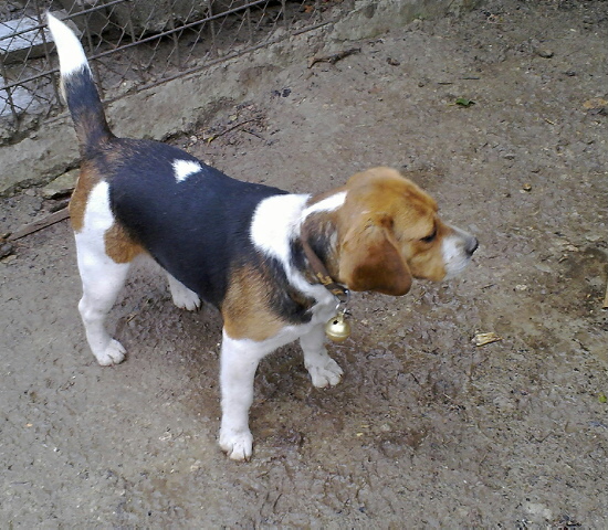 Dolly du rec des pruniers