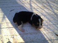 CHIOT