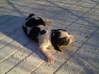 CHIOT